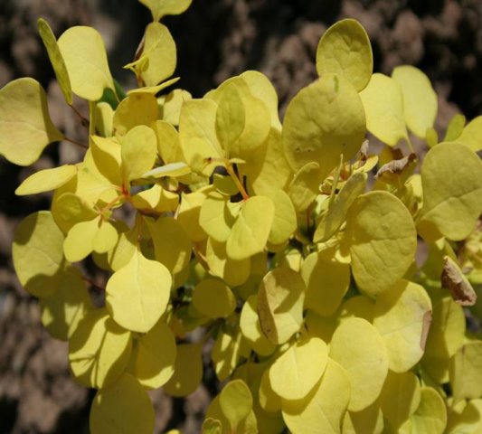 berberis thunbergii cv. aurea